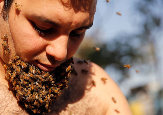 honey bee 3